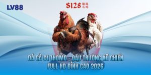 Đá Gà C1 Thomo - Đấu Trường Kê Chiến Full HD Đỉnh Cao 2026